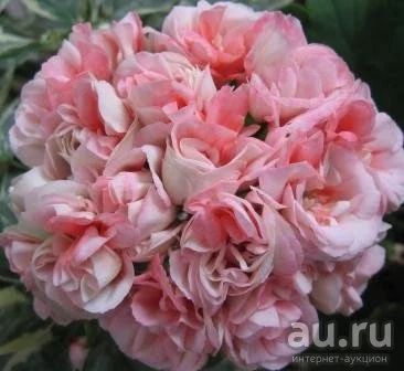 Лот: 9951404. Фото: 1. Сортовая розебудная пеларгония... Горшечные растения и комнатные цветы