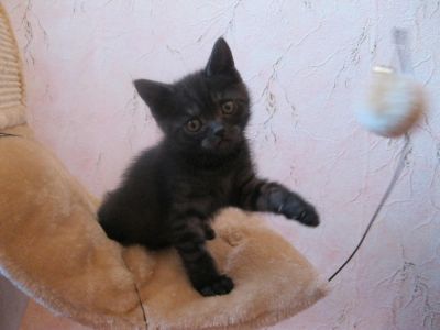 Лот: 4234755. Фото: 1. британцы. Кошки, котята