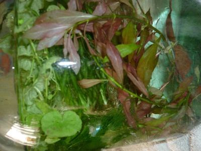 Лот: 897373. Фото: 1. растения аквариумные (комплект... Водные растения