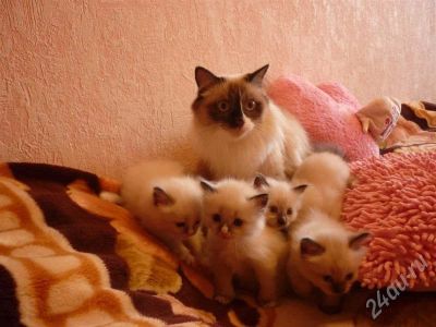 Лот: 366000. Фото: 1. красота неземная:) котята от нашего... Остальные животные
