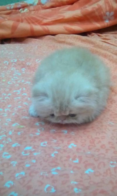 Лот: 7757829. Фото: 1. Персидская кошечка. Кошки, котята