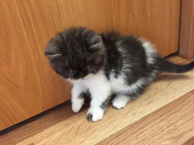 Лот: 8231307. Фото: 1. Персидский котенок. Кошки, котята