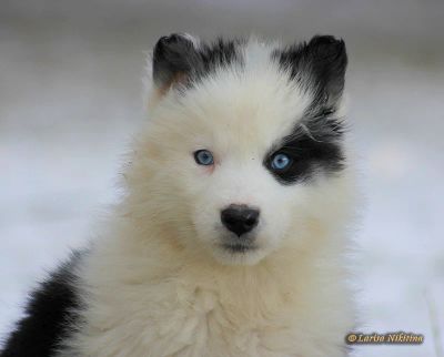 Лот: 8715926. Фото: 1. Якутская лайка (щенки) от рабочих... Собаки, щенки