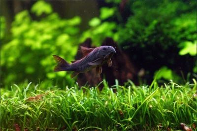 Лот: 19960630. Фото: 1. 🌊Коридорас венесуэла блэк (Corydoras... Рыбки