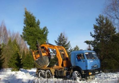 Лот: 4442811. Фото: 1. Продам Ель Пихта Кедр большие... Всё для ландшафта