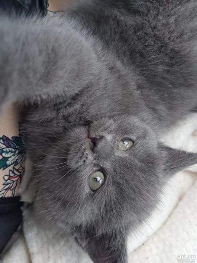 Лот: 8764412. Фото: 1. Котенок шатландская прямоухая. Кошки, котята