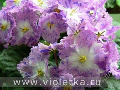 Лот: 1832683. Фото: 1. Фиалка Playful Spectrum (детка... Горшечные растения и комнатные цветы