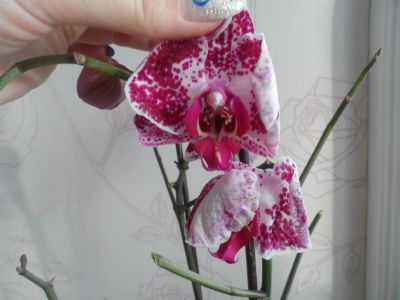 Лот: 3587225. Фото: 1. Орхидея "Джулия". Горшечные растения и комнатные цветы