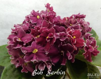 Лот: 5209507. Фото: 1. Фиалка сортовая Bob Serbin лист. Горшечные растения и комнатные цветы