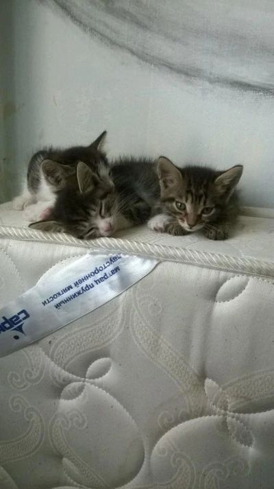Лот: 10076282. Фото: 1. Котята. Кошки, котята
