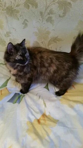 Лот: 8696022. Фото: 1. Кошечка Сонька в хорошие руки. Кошки, котята