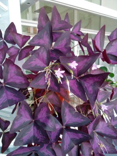 Лот: 7549920. Фото: 1. Oxalis (Кислица фиолетовая). Горшечные растения и комнатные цветы