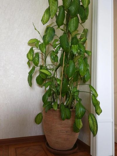 Лот: 11588571. Фото: 1. Горшок с цветком. Кашпо, горшки, вазоны для цветов