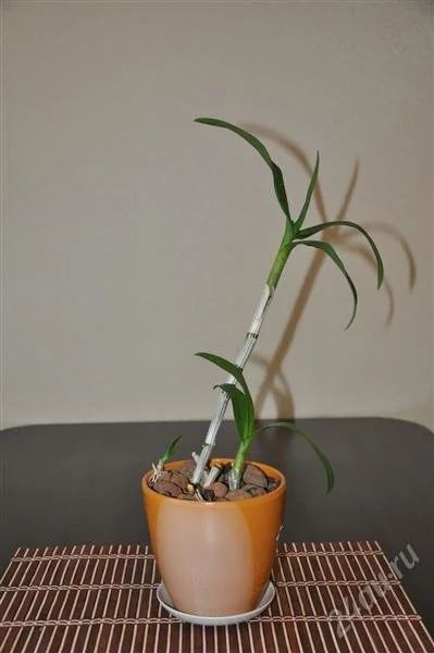 Лот: 1466048. Фото: 1. Орхидея из Тайланда. Горшечные растения и комнатные цветы