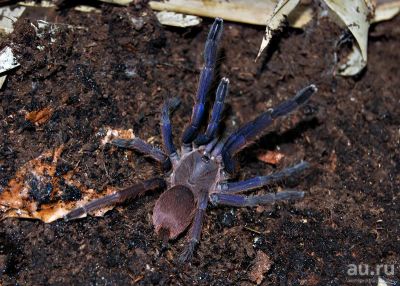 Лот: 8665224. Фото: 1. Паук птицеед Chilobrachys sp... Остальные животные