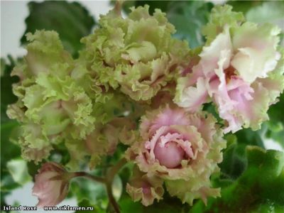 Лот: 4366628. Фото: 1. Лист фиалки Island Rose. Горшечные растения и комнатные цветы