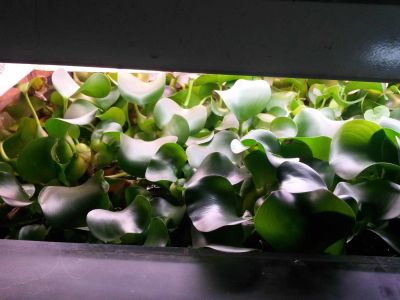 Лот: 8773319. Фото: 1. Гиацинт Водяной Eichornia Crassipes. Водные растения
