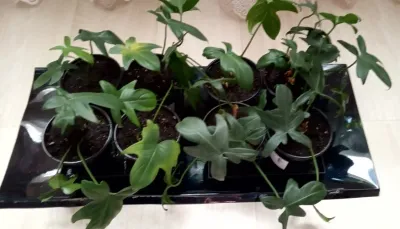 Лот: 20515500. Фото: 1. Филодендрон гитаровидный (Philodendron... Горшечные растения и комнатные цветы
