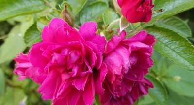 Лот: 5431621. Фото: 1. Парковая роза ругоза махровая... Садовые цветы