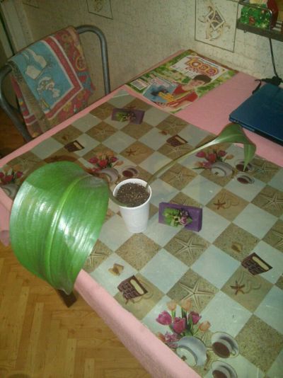 Лот: 5403474. Фото: 1. Эухарис Семейка из 2-ух луковиц... Горшечные растения и комнатные цветы