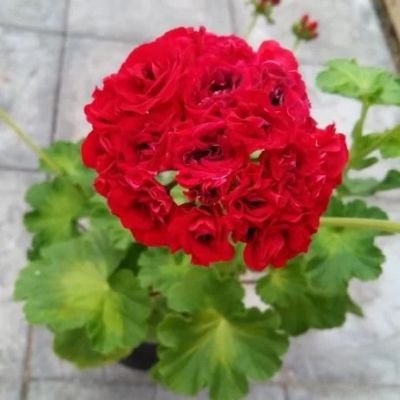 Лот: 12585748. Фото: 1. Пеларгония 'Summer Rose Tina... Горшечные растения и комнатные цветы