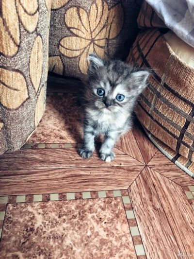 Лот: 17857248. Фото: 1. Британские котята. Корма
