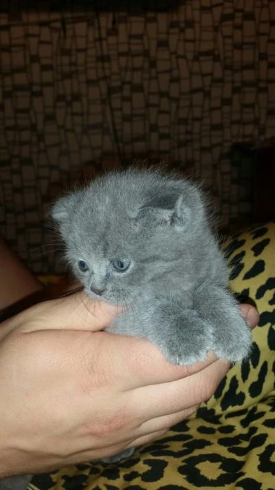 Лот: 6253615. Фото: 1. Шотландские (британские) котята. Кошки, котята