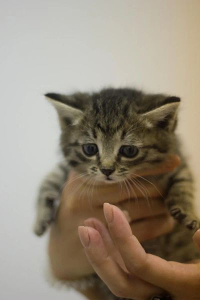 Лот: 5574974. Фото: 1. Маленькие котята ищут дом!. Кошки, котята