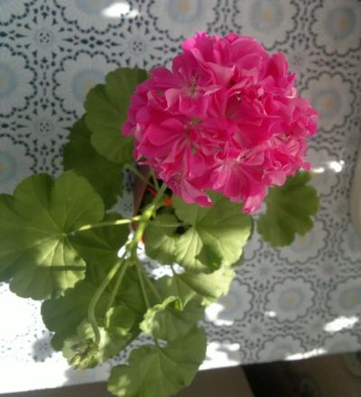 Лот: 9838399. Фото: 1. Пеларгония розовая, махровая. Горшечные растения и комнатные цветы