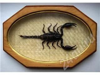 Лот: 558634. Фото: 1. Большой малайзийский скорпион. Разное
