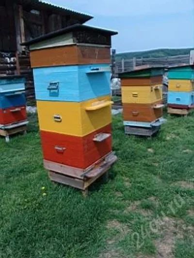 Лот: 1666589. Фото: 1. Пчёлы семья на 12 рамках Дадановских... Пчеловодство