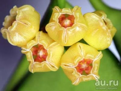 Лот: 13595020. Фото: 1. Хойя Hoya heuschkeliana yellow. Горшечные растения и комнатные цветы