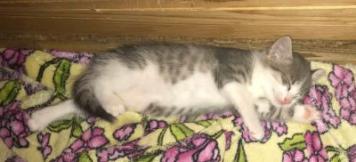 Лот: 14825155. Фото: 1. Котята. Кошки, котята