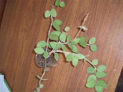 Лот: 511325. Фото: 1. Hoya nummularioides (Хойя нуммулариоидес... Горшечные растения и комнатные цветы