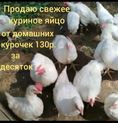 Лот: 25782888. Фото: 1. Кур несушек. Птицы