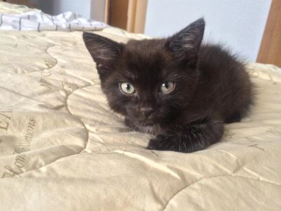 Лот: 3566870. Фото: 1. Котёнок ищет хозяина:). Кошки, котята