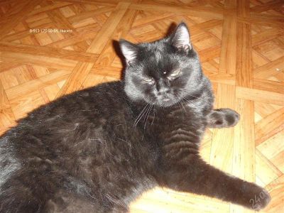 Лот: 1494514. Фото: 1. британский кот ищет британочку... Кошки, котята