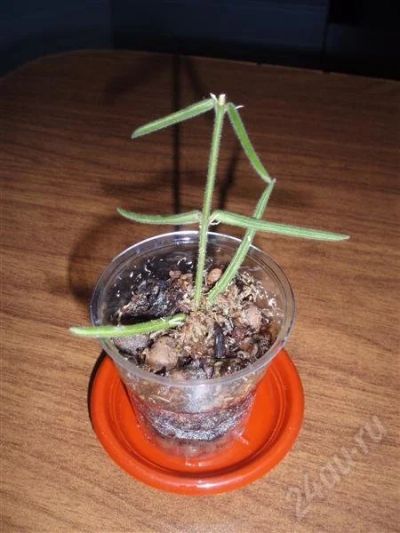 Лот: 462543. Фото: 1. Hoya linearis (хойя линеарис). Горшечные растения и комнатные цветы