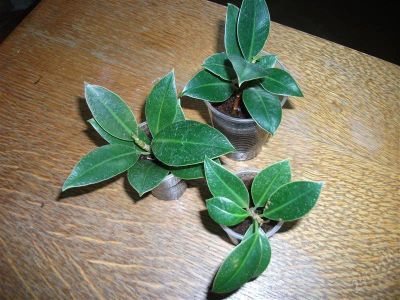 Лот: 2685829. Фото: 1. фикус эластика мелани (Ficus elastica... Горшечные растения и комнатные цветы