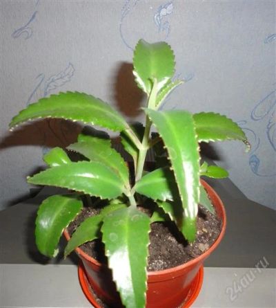 Лот: 1653863. Фото: 1. Каланхоэ. Горшечные растения и комнатные цветы