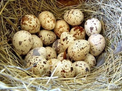 Лот: 9762616. Фото: 1. яйцо инкубационное мраморных перепелов. Птицы