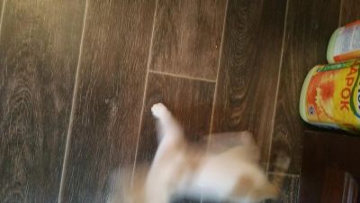 Лот: 7428852. Фото: 1. Сфинкс. Кошки, котята