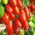 Лот: 9575376. Фото: 1. Рассада помидор (томатов) сорт... Овощи