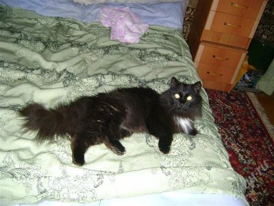 Лот: 268472. Фото: 1. отдам кота в хорошие руки в частный... Остальные животные