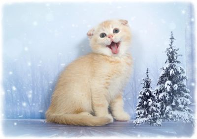 Лот: 5049979. Фото: 1. Шотландский вислоухий котенок... Кошки, котята