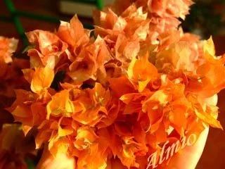 Лот: 5332276. Фото: 1. Бугенвиллея - Оранжевая Махровая... Горшечные растения и комнатные цветы