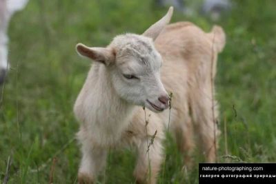 Лот: 4144996. Фото: 1. Козлики продажа. Остальные животные