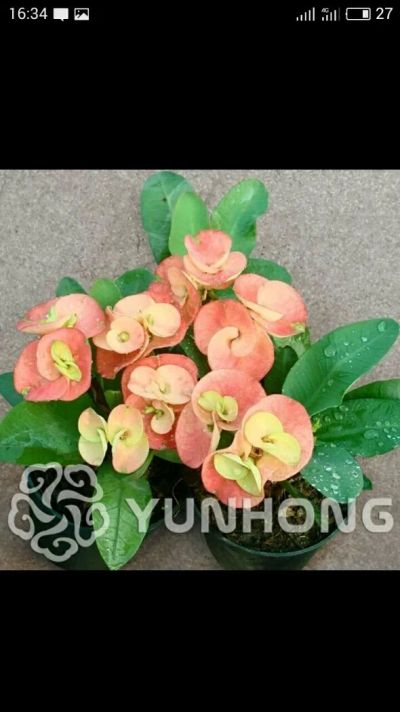 Лот: 9478279. Фото: 1. Кактус Euphorbia. Семена. Садовые цветы