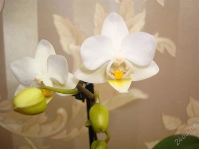 Лот: 1592491. Фото: 1. Орхидея мини фаленопсис. Горшечные растения и комнатные цветы