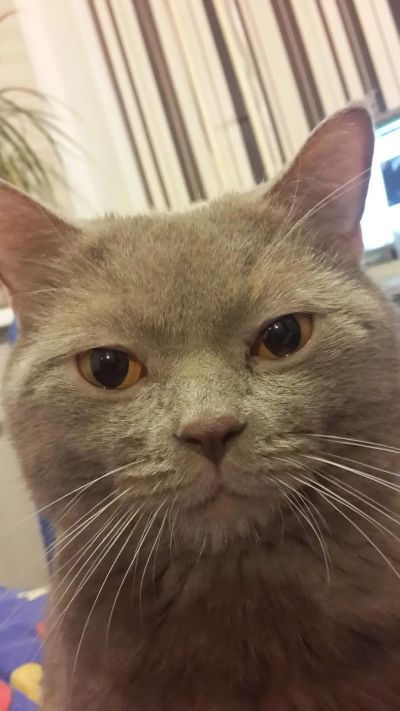 Лот: 8688798. Фото: 1. Отдам в хорошие руки Шотландца. Кошки, котята
